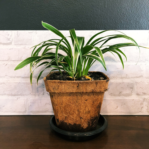 Planters & Pots