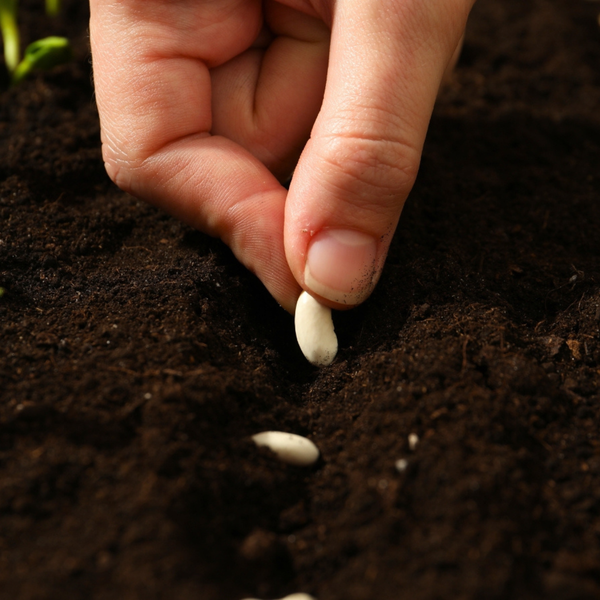 Seeds & Bulbs