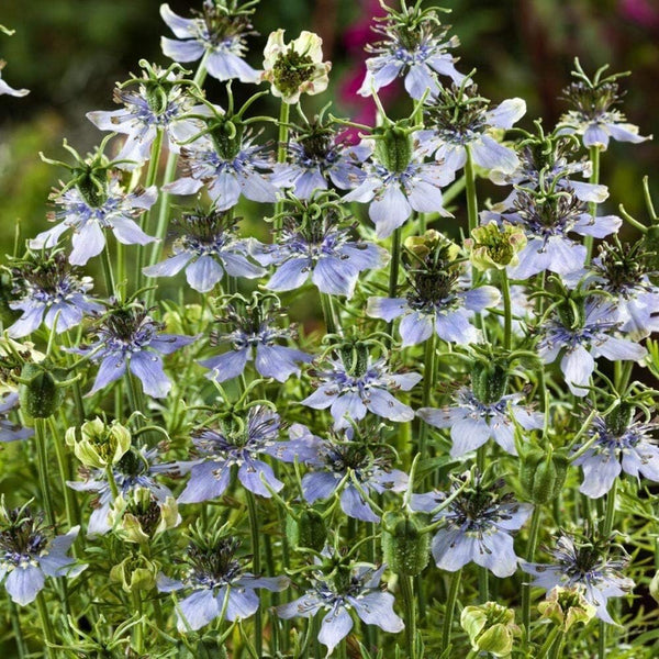 Nigella Sativa Seeds Black Cumin Herb Culinary Ornamental 1000