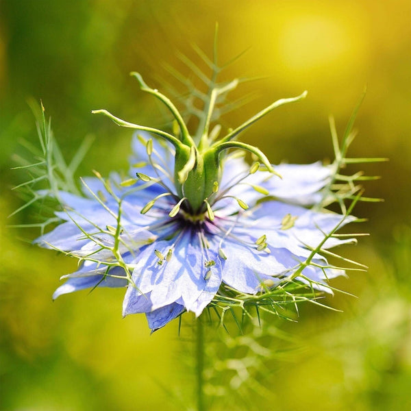 Nigella Sativa Seeds Black Cumin Herb Culinary Ornamental 1000