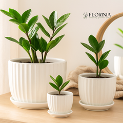 White Ceramic Planter Pot Set Fluted Design with Matching Saucers