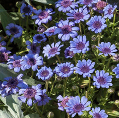 Blue Daisy - 100 Seeds - Colorful Flowers Garden Plants