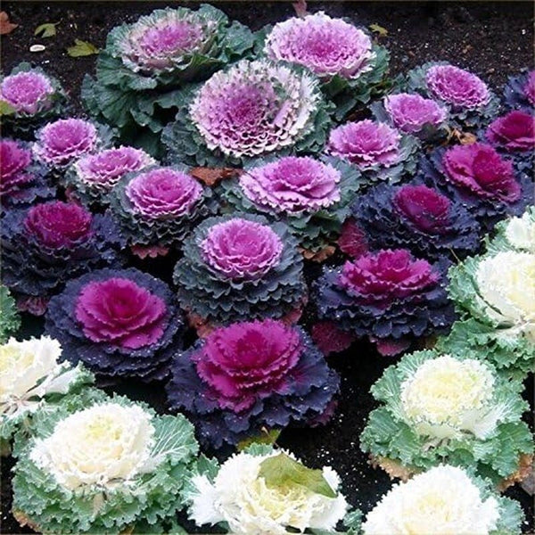 Japanese Ornamental Cabbage Osaka Mix Decorative Flowering Kale Seeds