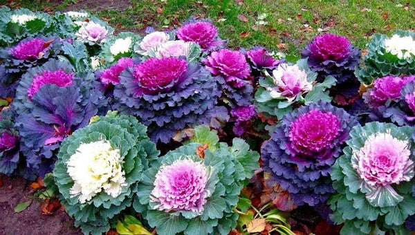 Japanese Ornamental Cabbage Osaka Mix Decorative Flowering Kale Seeds