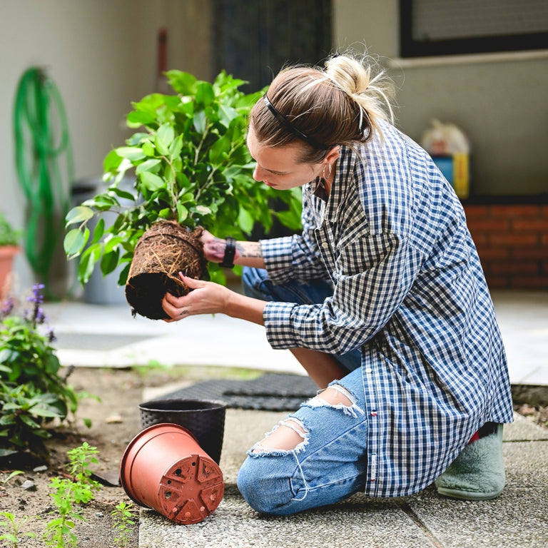 Woman carefully repotting healthy green indoor plant in outdoor garden setting