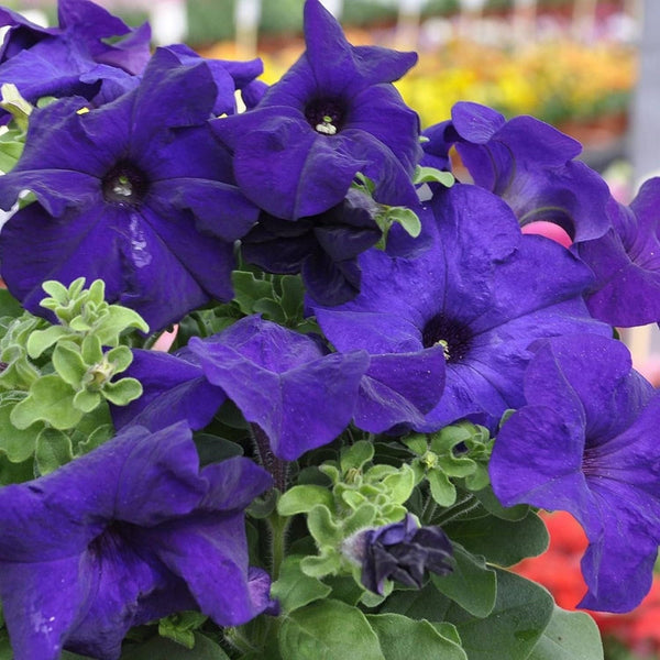 Mandevilla Sanderi Seeds Brazilian Jasmine Fragrant Colorful Easy Care-(50)