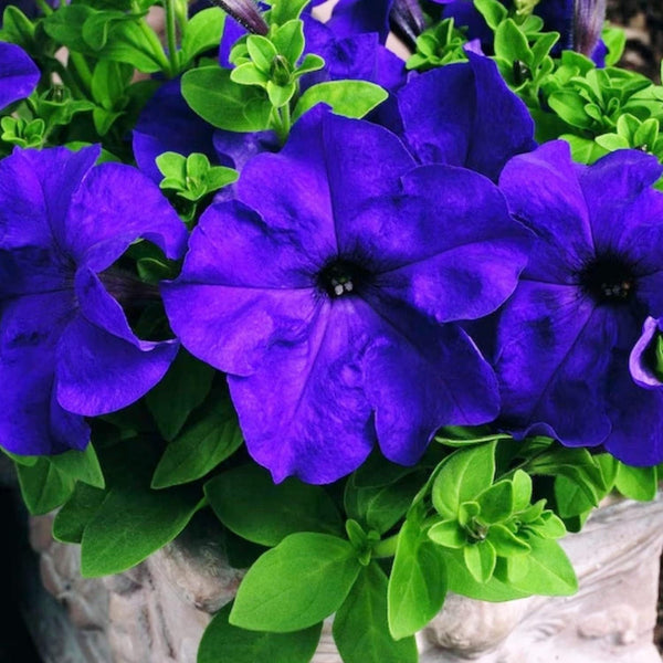 Mandevilla Sanderi Seeds Brazilian Jasmine Fragrant Colorful Easy Care-(50)
