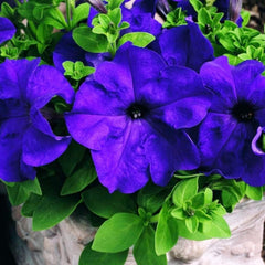 Mandevilla Sanderi Seeds Brazilian Jasmine Fragrant Colorful Easy Care-(50)
