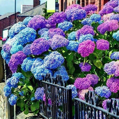 Mixed Hydrangea Seeds - Giant Beautiful Shrub and Hardy Perennial Flowers