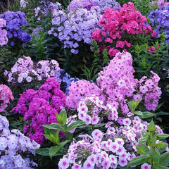 Mixed Phlox Flower Seeds Dwarf Popstars Perennial Creeping Ground Cover