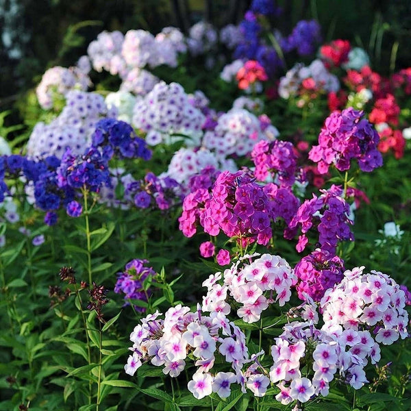 Mixed Phlox Flower Seeds Dwarf Popstars Perennial Creeping Ground Cover