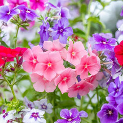 Mixed Phlox Flower Seeds Dwarf Popstars Perennial Creeping Ground Cover