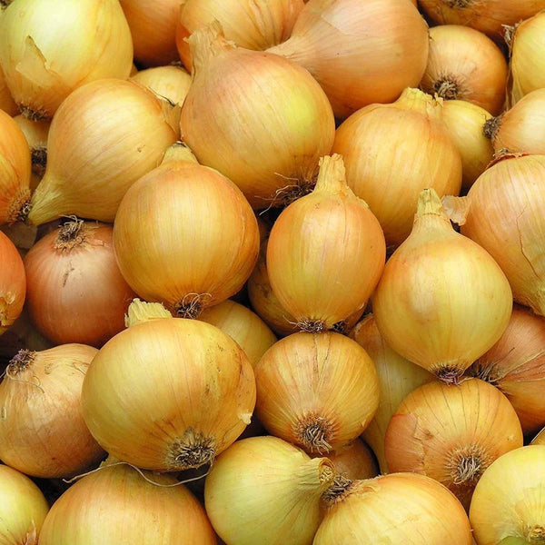 Utah Yellow Sweet Spanish Onion Seeds Heirloom Non GMO 500