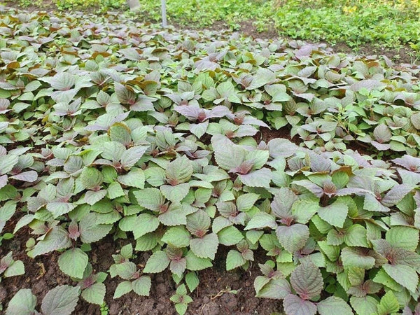 Vietnamese Perilla Seeds Shiso Asian Herb Microgreens Heat Drought Tolerant