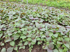 Vietnamese Perilla Seeds Shiso Asian Herb Microgreens Heat Drought Tolerant