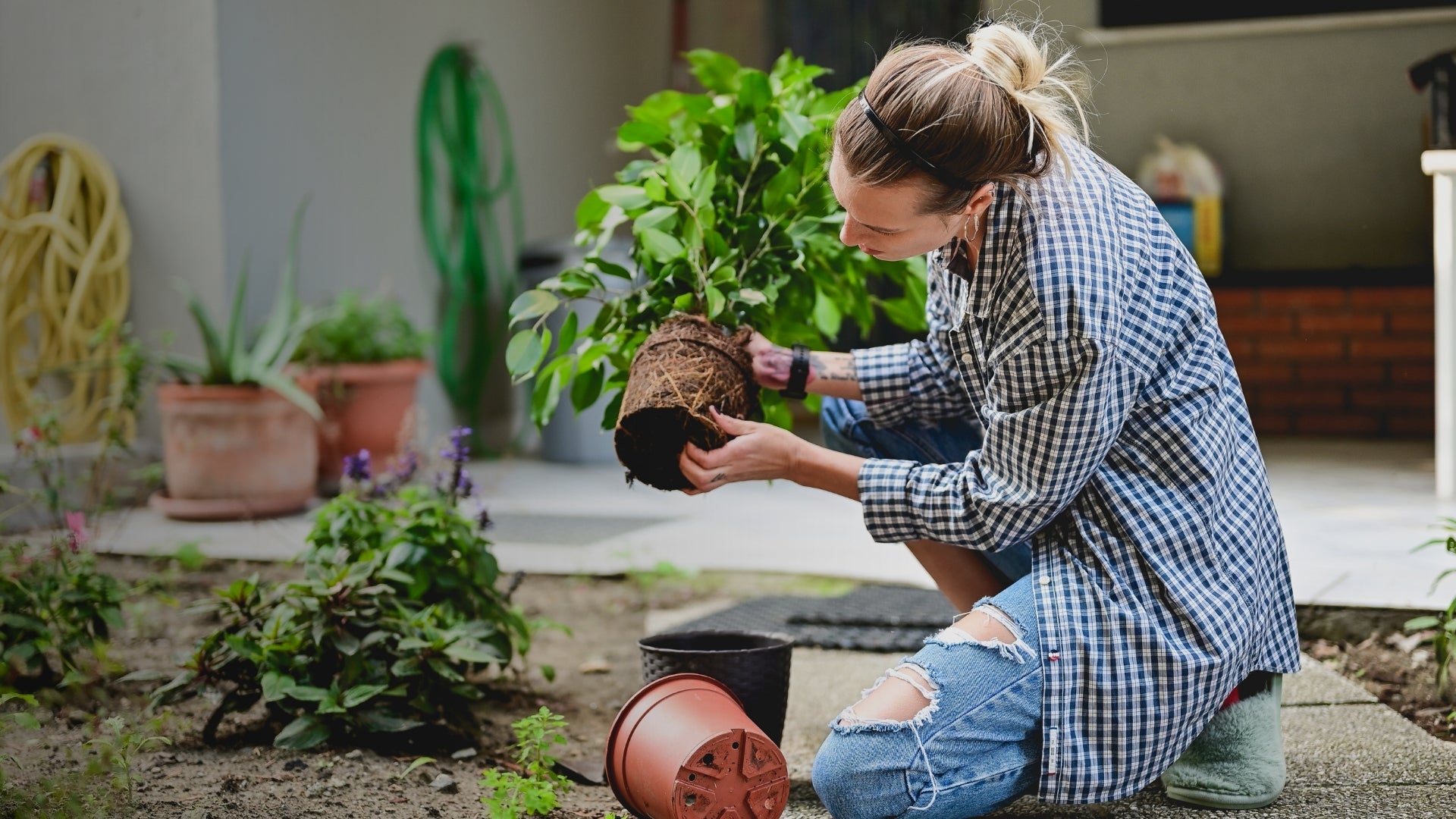 Woman carefully repotting healthy green indoor plant in outdoor garden setting